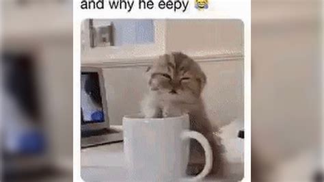 eepy cat|why he eepy.